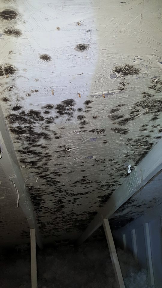 Attic mold remediation in progress