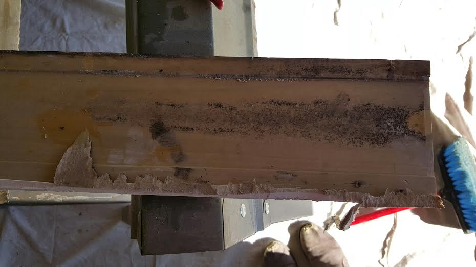 Mold discovered on framing